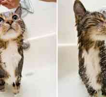 Come dare un gatto un bagno