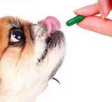 Come dare un cane pillole senza cibo ?? si può fare?