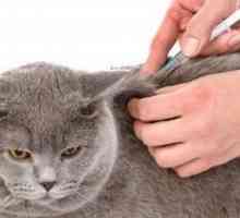 Come dare farmaco iniettabile per il vostro gatto