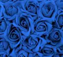 Come far crescere le rose blu