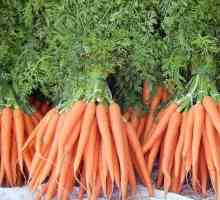 Come far crescere le carote dai semi