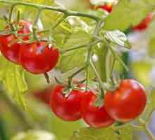 Come coltivare pomodori in una pentola