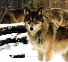 Come mantenere coyote, volpi e lupi fuori del vostro cortile e bestiame