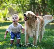 Come mantenere il vostro bambino sicuro intorno ai cani - e viceversa