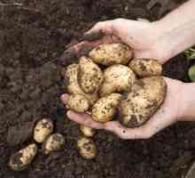 Come sapere quando le patate sono pronte per il raccolto