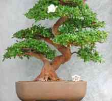 Come prendersi cura di un albero bonsai