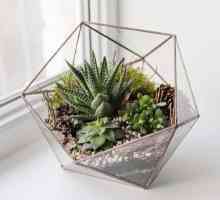 Come fare un terrario succulenta fai da te - alternative alla ciotola di vetro