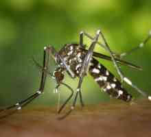 Come fare un repellente per le zanzare in casa