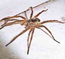 Come rendere un ragno in casa soluzioni repellente -humane