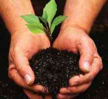 Come rendere fertilizzante naturale a casa per le piante e giardino
