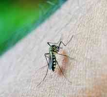 Come rendere naturale repellente per zanzare in casa