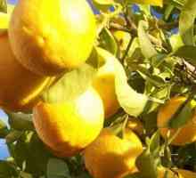 Come piantare un albero di limone