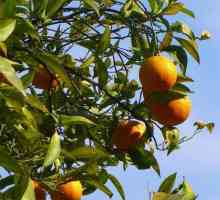 Come piantare un albero di arancio dal seme