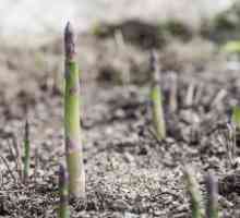 Come piantare i semi di asparagi