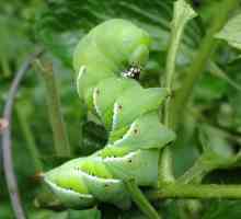 Come impedire hornworms di attaccare piante di pomodoro