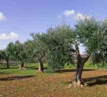 Come potare un albero di ulivo