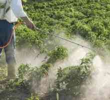 Come ridurre i pesticidi nella frutta e verdura