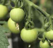 Come maturare pomodori verdi sulla vite