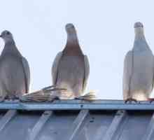 Come fermare i piccioni di venire al vostro tetto