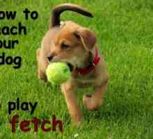 Come insegnare al vostro cane a giocare fetch