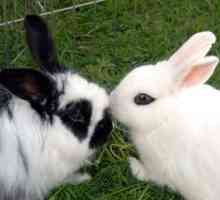Come sapere se il vostro coniglio ti ama