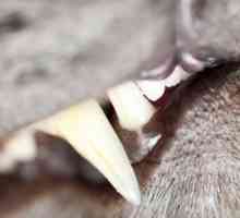 Come sapere se il vostro gatto ha malattia dentale