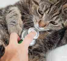 Come sarà il mio veterinario controllare il mio gatto per l`ipertiroidismo?