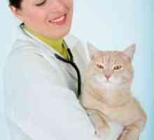Vaccinazioni importanti per il vostro gatto