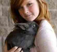 Informazioni sui conigli e conigli