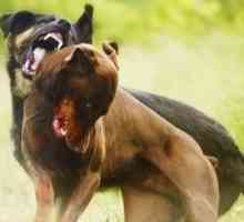 Inter-dog paura aggressione