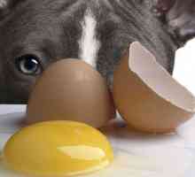 E `sicuro per nutrire le uova cani prime?