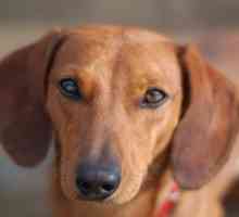 È lo stress la causa Cushing del vostro cane & rsquo-s malattia?