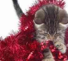 È orpello tossica? Il mio gatto ha mangiato orpello dal nostro albero di Natale ed è stato il vomito