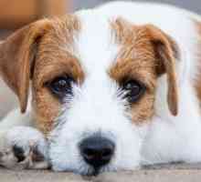Jack Russell o Parson Russell Terrier di nomi di cane