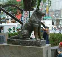 Giapponese akita inu: la storia di Hachiko, il cane fedele