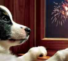 Mantenere i vostri animali domestici sicuri in questa stagione di fuochi d`artificio