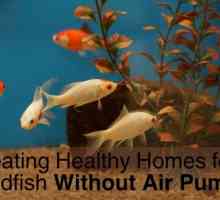 Mantenere un pesce rosso vivo in una ciotola pesce senza una pompa ad aria