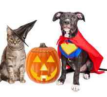 Mantenere i vostri animali domestici al sicuro su Halloween