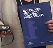 Kennel Club chiede un divieto di collari elettrici nel Regno Unito