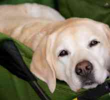 Labrador deve essere rimosso dopo rene blocco