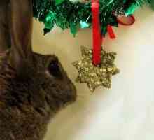 Last minute Natale cottura - per i conigli