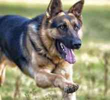 Layka: eroe di guerra e cane paracadutismo