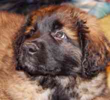 Leptospirosi nei cani: un`infezione batterica potenzialmente grave