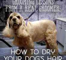 Lezioni da un toelettatore: come asciugare il vostro animale domestico in modo corretto