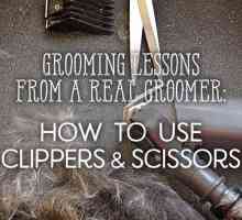 Lezioni da un toelettatore: come utilizzare le forbici e Clippers