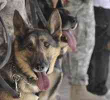 Diamo salutiamo i nostri veterani canini! (Avete considerato l`adozione di uno?)