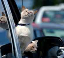 Hack vita per i gatti: 10 suggerimenti per i viaggi su strada
