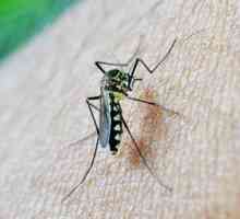 Fare un insetticida in casa per le zanzare