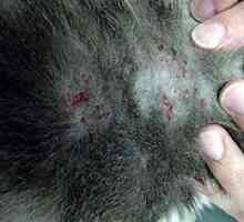 La dermatite miliare nei gatti