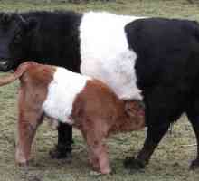 Mini mucche sono confezionati con carineria compatta